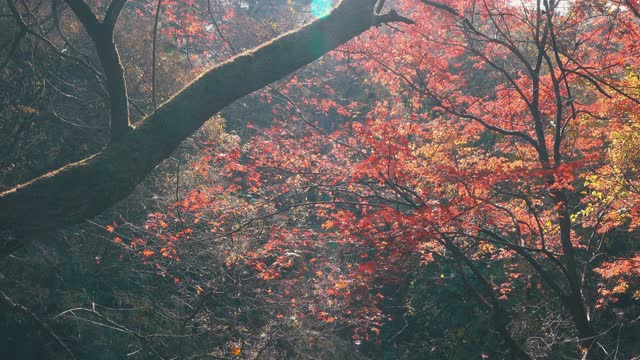 韩国江原道，Chiaksan国家公园/ Wonju-si的秋天枫树林视频素材