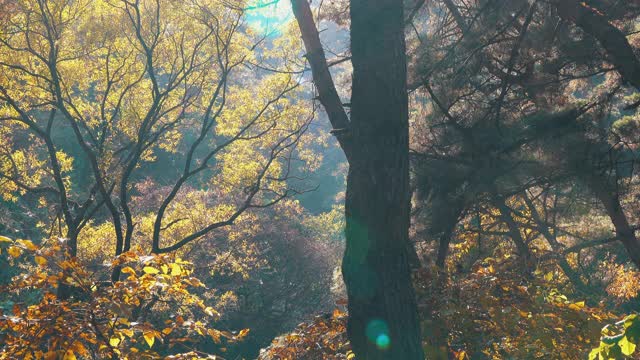 韩国江原道，Chiaksan国家公园/ Wonju-si的秋天枫树林视频素材