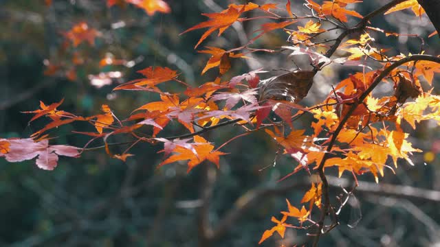 韩国江原道，嘉山国家公园的秋日枫叶视频素材