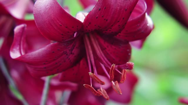 抽象的宏观艺术水滴在百合花上，雨在花上视频素材