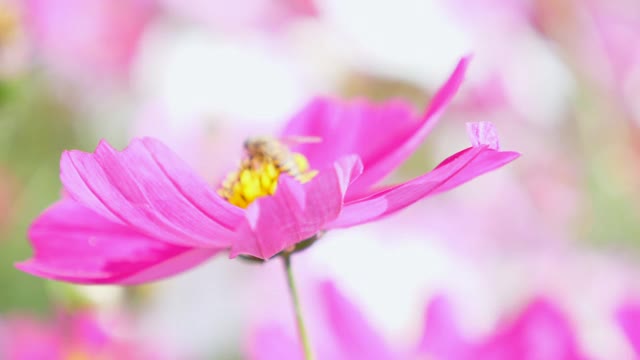 粉红色的花在风中摇曳视频素材