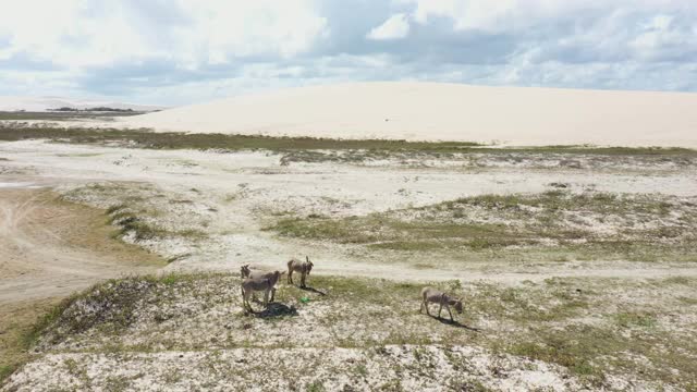 高角度的沙丘在Jericoacoara，塞阿拉，巴西-一些驴移动视频素材