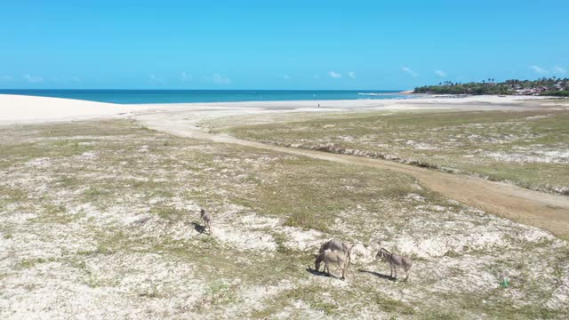 高角度的沙丘在Jericoacoara，塞阿拉，巴西-一些驴移动视频素材