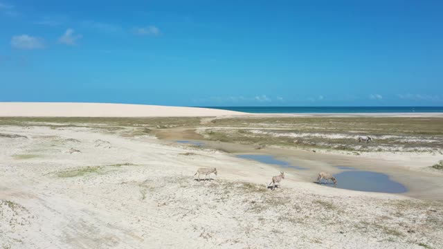 高角度的沙丘在Jericoacoara，塞阿拉，巴西-一些驴移动视频素材