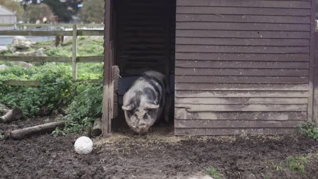 大斑点猪静静地站在一个农家院子的木棚里视频素材