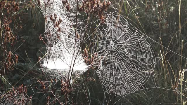 蜘蛛网，晨露，图案视频素材