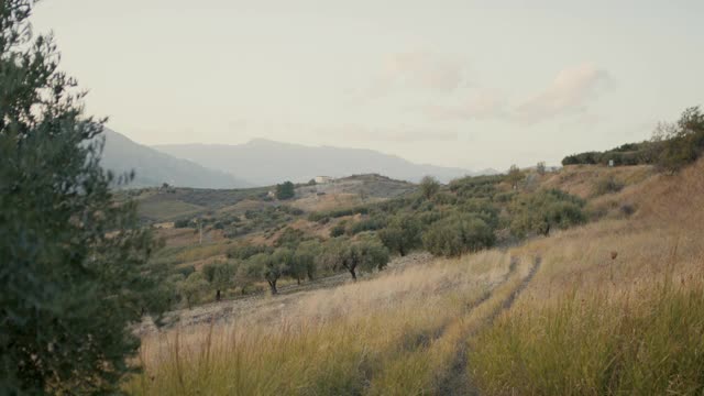 西西里山上的橄榄园视频素材