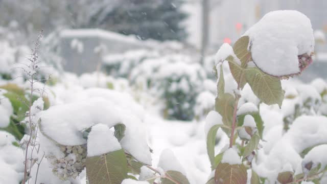 树叶被雪覆盖的特写镜头视频素材