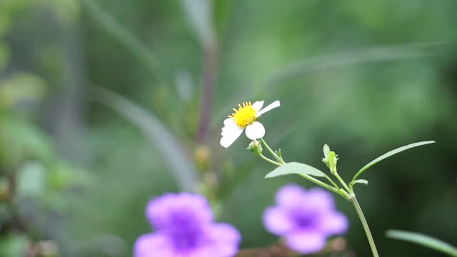 白花在田野里视频素材