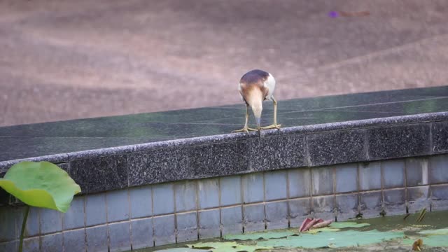 小鸟站在水池边。视频下载