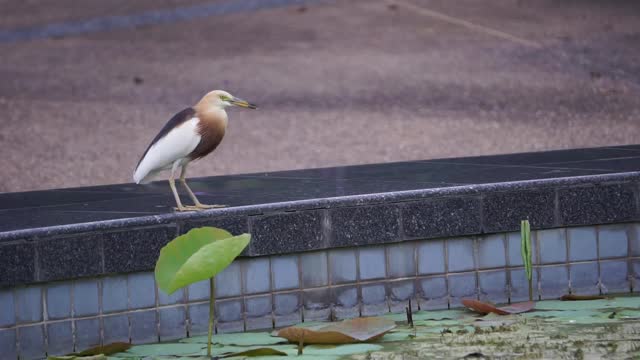 鸟在池塘边捉鱼。视频下载