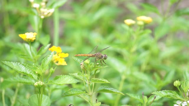 蜻蜓在黄花上视频下载