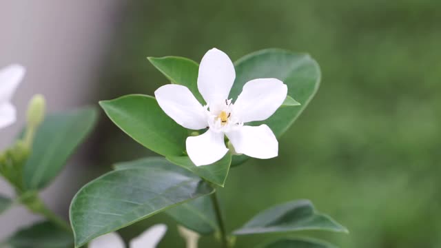 白色的栀子花在早晨盛开。视频下载