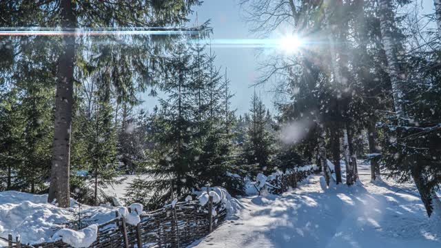 下雪的森林。从上往下看，在冰雪皑皑的冬季森林，自然景观，冰冻森林，美丽的冬季阳光景观视频素材