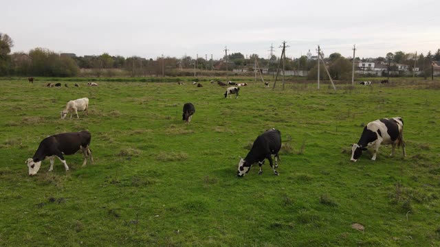 一群牛在绿色的田野上吃草。4 k决议。俯视图或无人机视图的田野和放牧奶牛。农业的概念视频素材