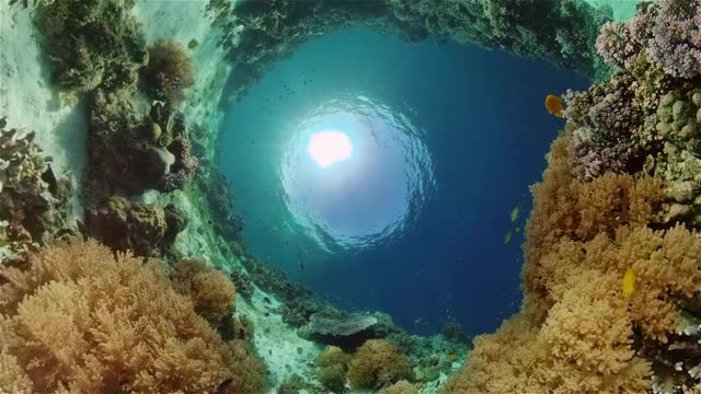 珊瑚礁的水下世界。菲律宾视频素材