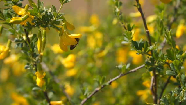 蜜蜂采集花蜜并为黄花授粉视频素材