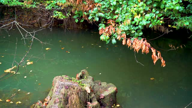 壮丽的自然景观，绿色的植被，树木之间的湖，令人惊叹的湖景在一个雨天，saklıgöl湖，伊斯坦布尔视频素材