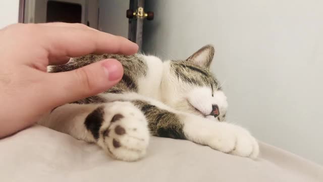 宠物猫视频下载