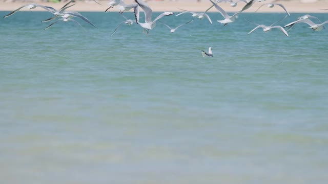 一群海鸥在海面上飞翔视频素材