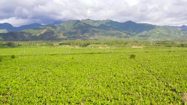 菲律宾棉兰老岛的香蕉种植园视频素材