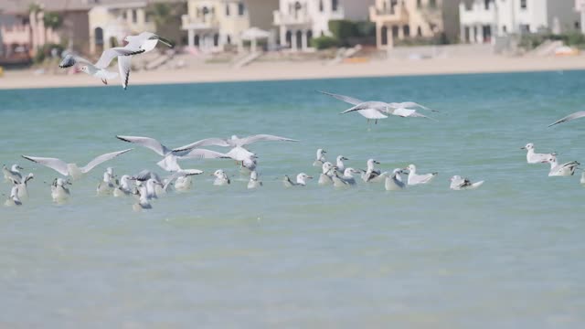 一群海鸥在海面上飞翔视频素材