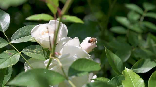 在阳光下的田野里，一只蜜蜂在绿色植物包围的牛欧芹上的特写视频素材