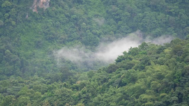 草木、雨林和小山在雾天视频素材