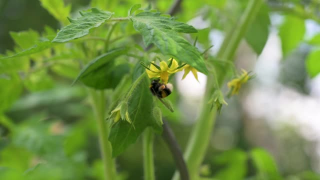 大黄蜂在花中收集花粉视频素材