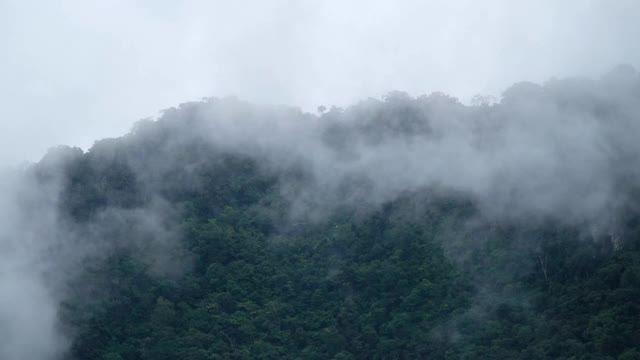 草木、雨林和小山在雾天视频素材