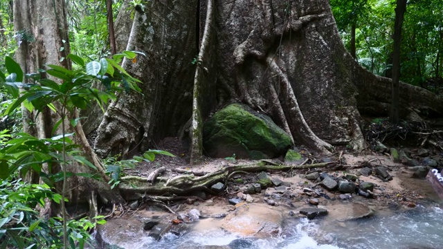 绿苔石、大树、水的热带森林公园景观视频素材