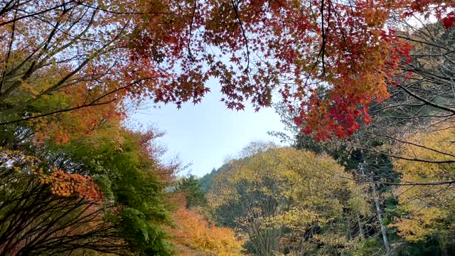 秋天的Nibukawa山谷。爱媛县今仓市视频素材