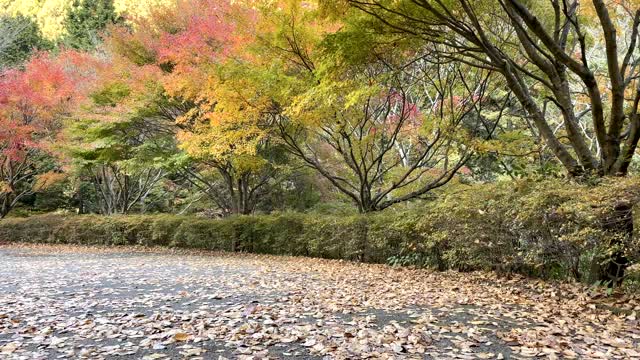 秋天的Nibukawa山谷。爱媛县今仓市视频素材