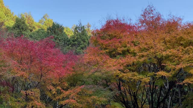 秋天的Nibukawa山谷。爱媛县今仓市视频素材