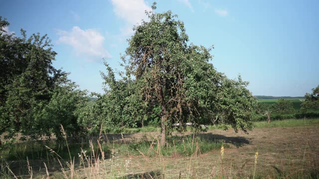 阳光下的果园、草地和小麦视频素材