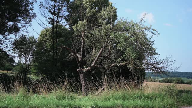 阳光下的果园、草地和小麦视频素材