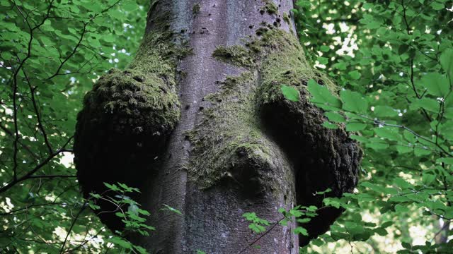 森林中生长的树干视频素材