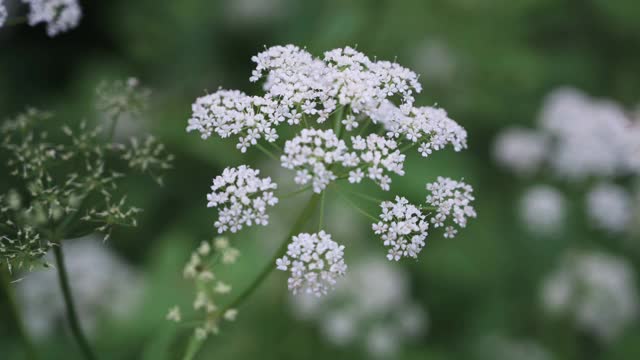 绿色灌木上的花朵和蓓蕾视频素材