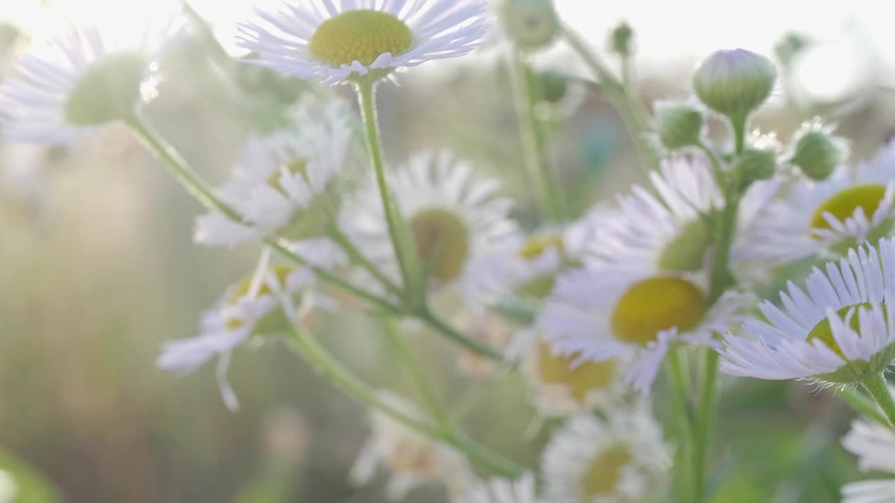 洋甘菊植物，宁静的自然背景视频素材