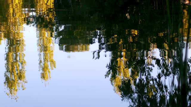 水映树视频素材