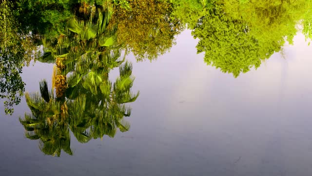 水映树视频素材