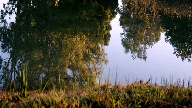 水映树视频素材