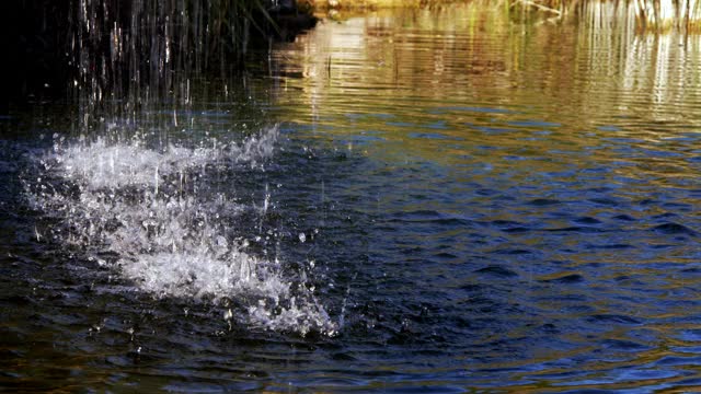 水滴落在湖水上视频素材