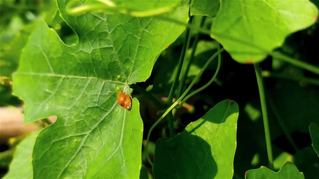 小窝破茧虫近距离微距拍摄现场镜头。视频下载