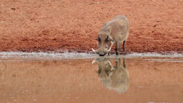 南非莫卡拉国家公园，一头疣猪在水坑里喝水视频素材