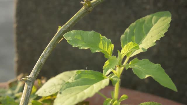 图拉斯绿树植物(Ocimum tenuiflorum，俗称圣罗勒或图拉斯)在早晨的阳光下录像。自然背景。在印度，树被用作传统药物、草药或绿茶、水疗工业或烹饪用途视频素材