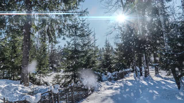 下雪的森林。从上往下看，在冰雪皑皑的冬季森林，自然景观，冰冻森林，美丽的冬季阳光景观视频素材