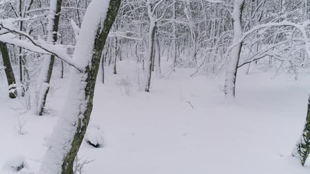 美丽的冰雪覆盖的冬季森林视频素材