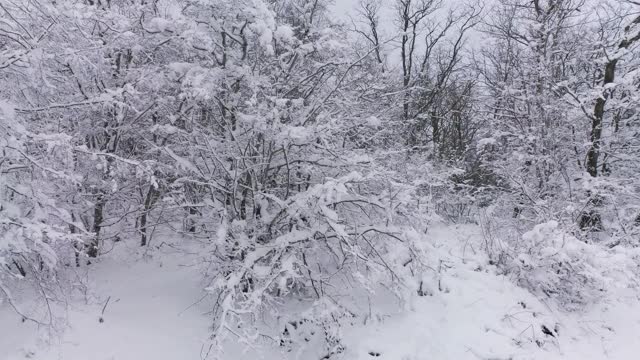 美丽的冰雪覆盖的冬季森林视频素材