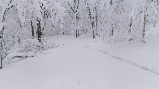 美丽的冰雪覆盖的冬季森林视频素材